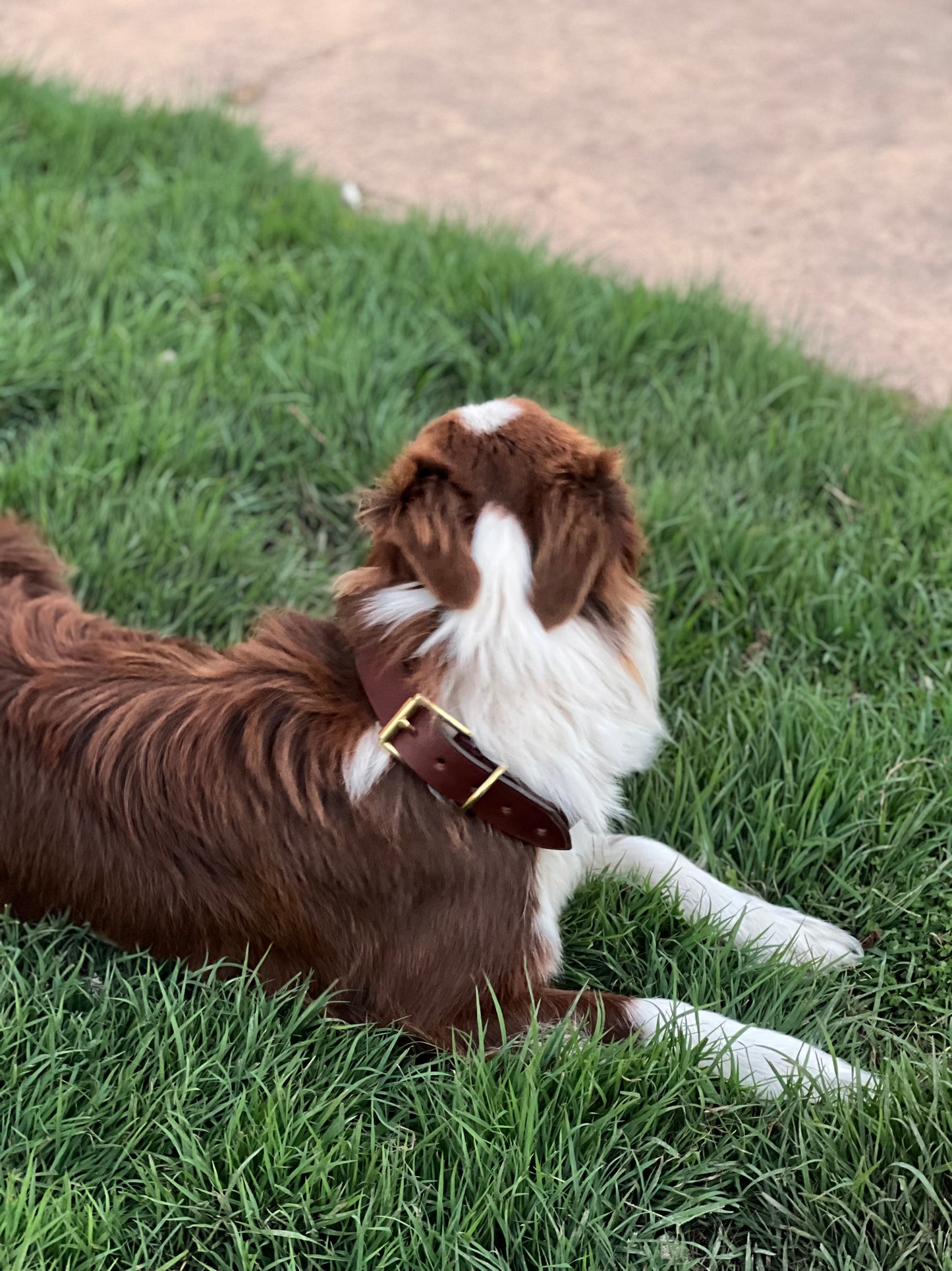 Personalised Leather Dog Collar Workshop - Wilston