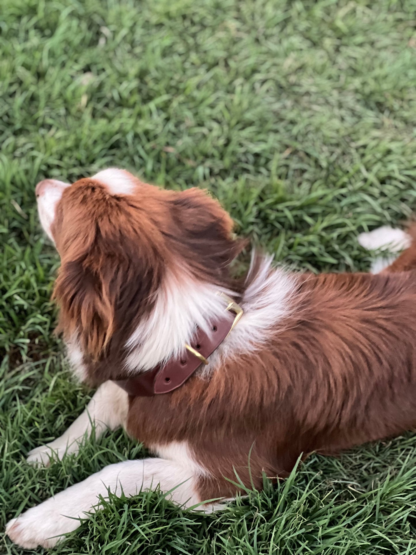 Personalised Leather Dog Collar Workshop - Wilston