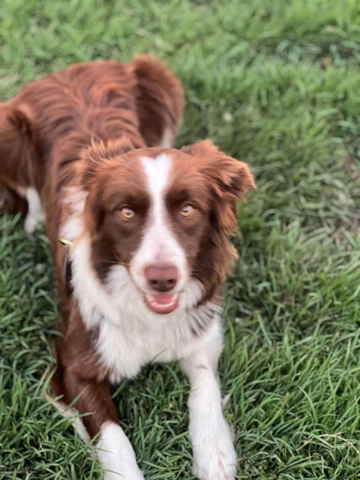 Personalised Leather Dog Collar Workshop - Wilston