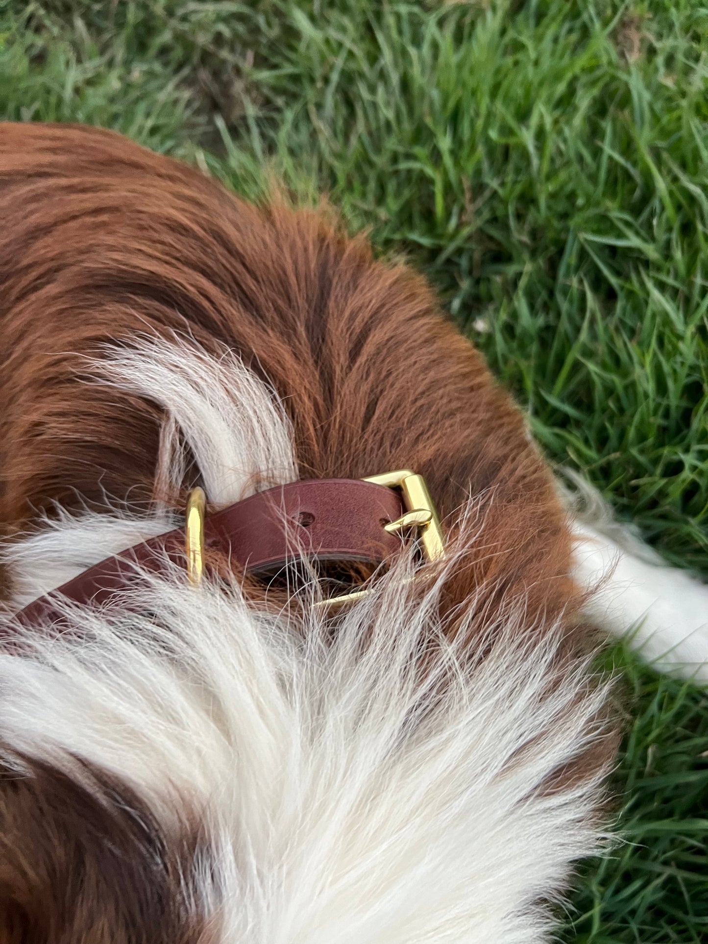 Personalised Leather Dog Collar Workshop - Wilston