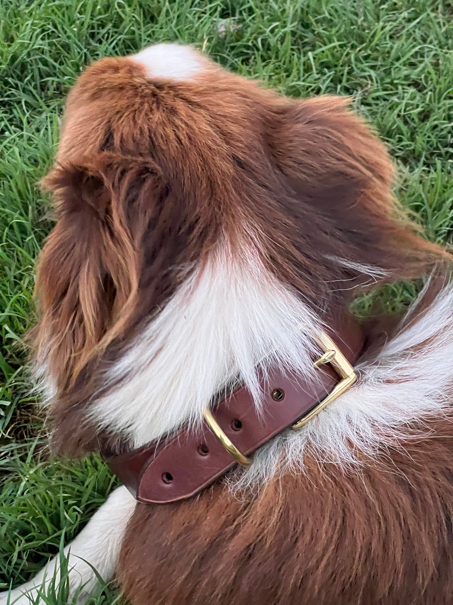 Personalised Leather Dog Collar Workshop - Wilston